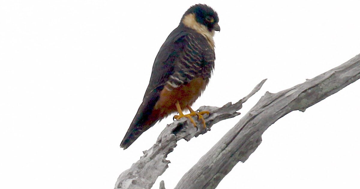 Click to enlarge Bat Falcon
