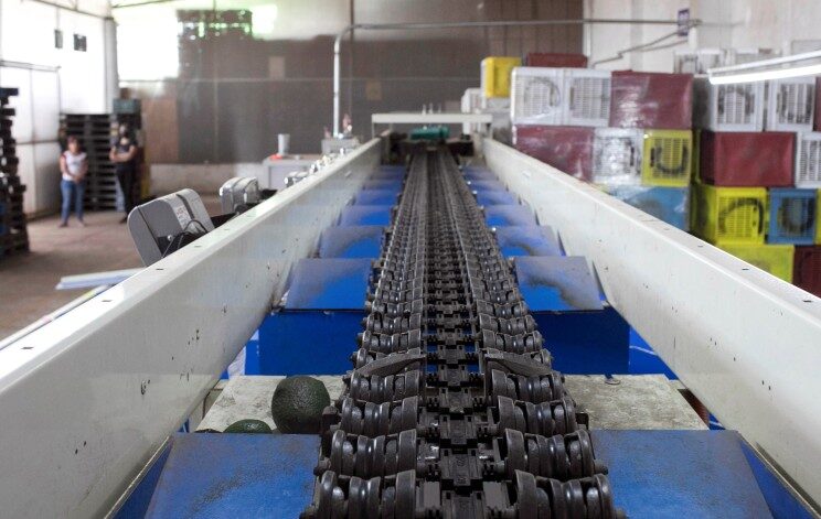 avocado factory line