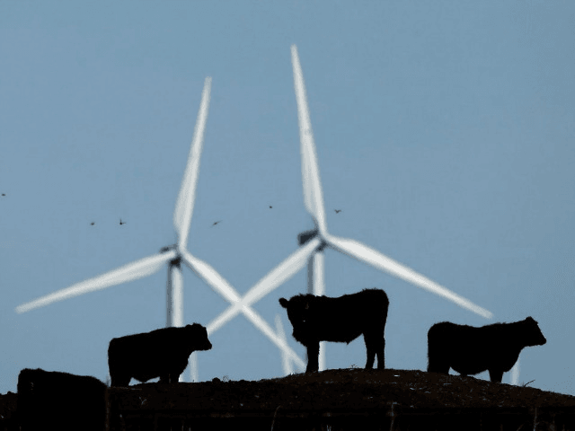 wind turbines and cows