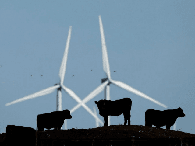 Click to enlarge wind turbines and cows