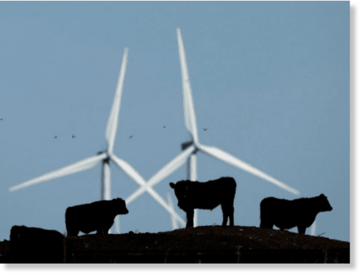wind turbines and cows