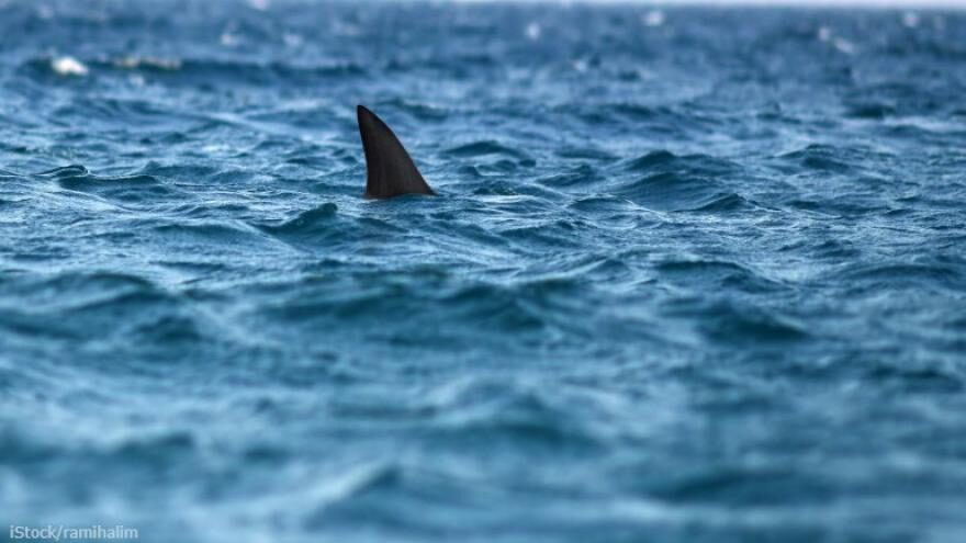 Click to enlarge shark