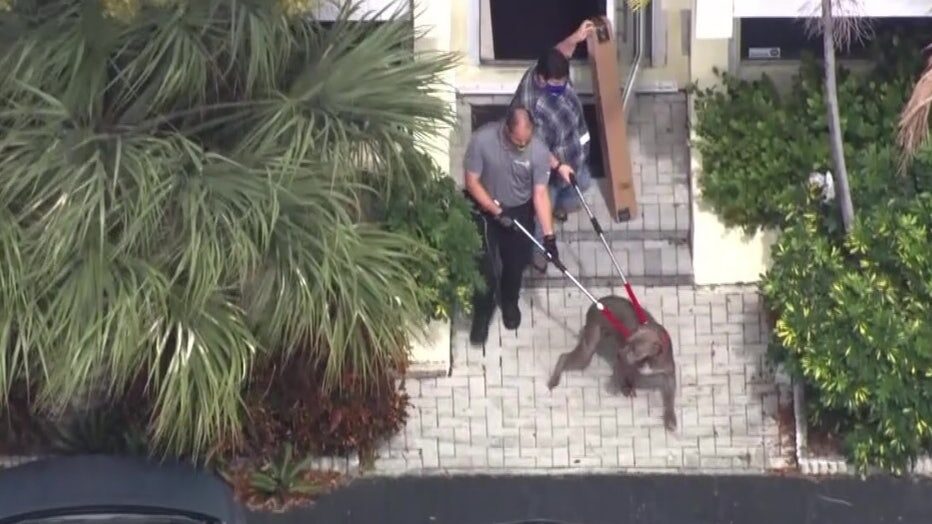 Click to enlarge dogs