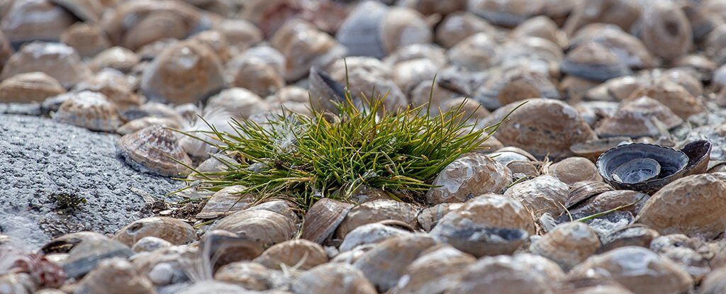 Click to enlarge Deschampsia