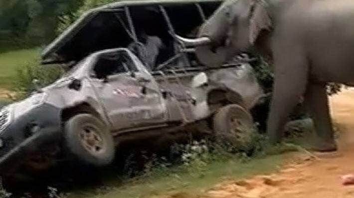Click to enlarge The elephant repeatedly rammed the vehicle.