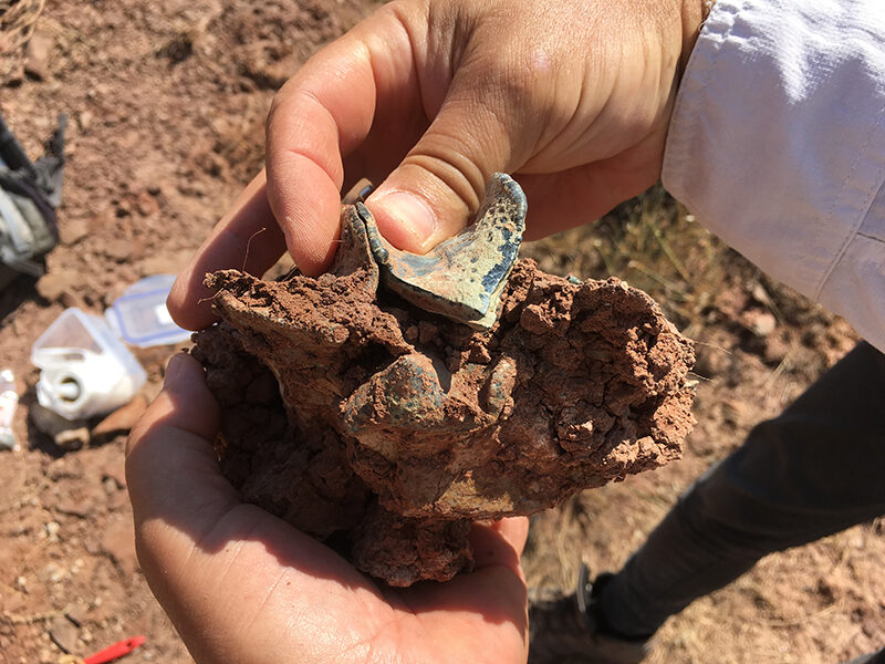 Click to enlarge Upper molar of a Brontothere mammal of Asian origin.