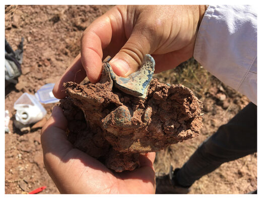 Upper molar of a Brontothere mammal of Asian origin.