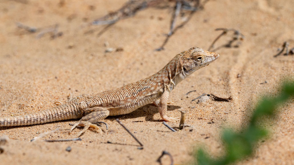 lizard lose tail defense strategy