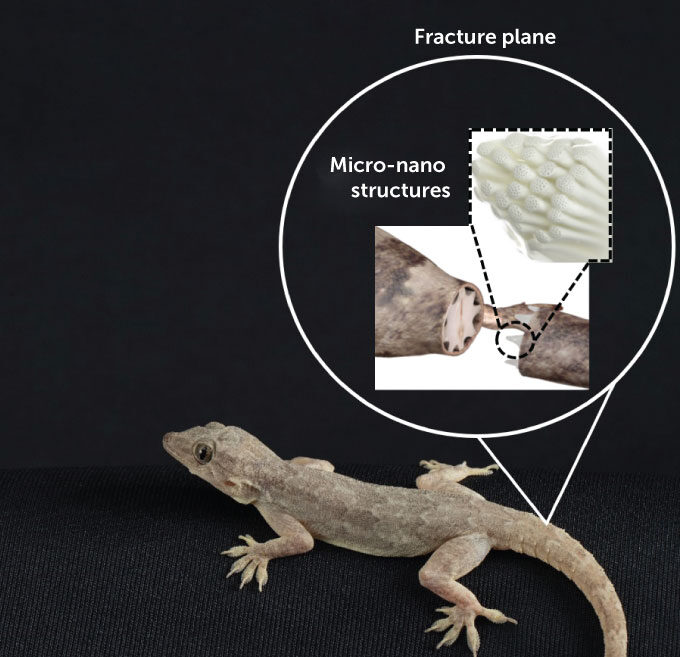 Click to enlarge lizard lose tale mechanism defense strategy