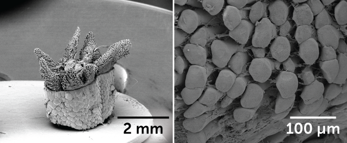 Click to enlarge lizard lose tail defense mechanism