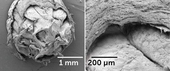 Click to enlarge lizard lose tails defense mechanism
