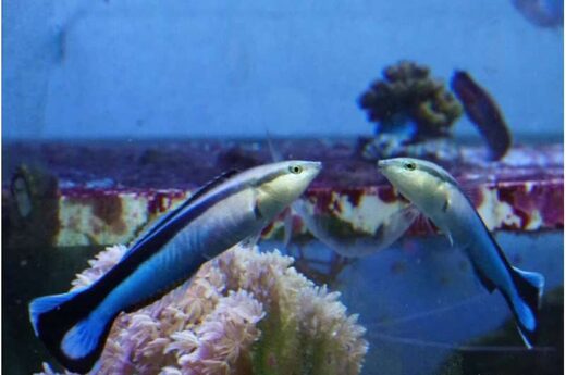 Click to enlarge fish L. dimidiatus self awareness