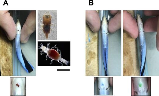 Click to enlarge fish self recognition mirror test