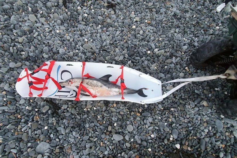 Click to enlarge This young dolphin was removed from Ynyslas beach, north of Borth, Ceredigion, after Storm Dudley