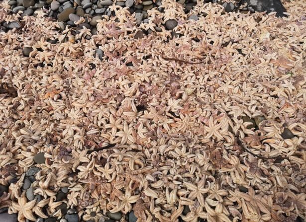 Click to enlarge The stranded starfish had been thrown onto the beach by huge waves