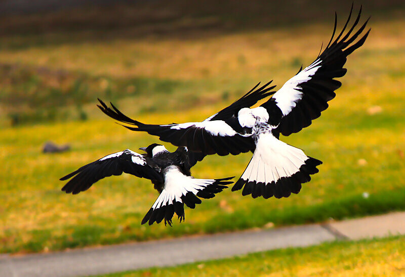 australian magpies