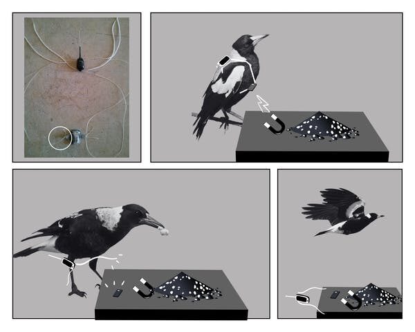Click to enlarge magpie tracker device