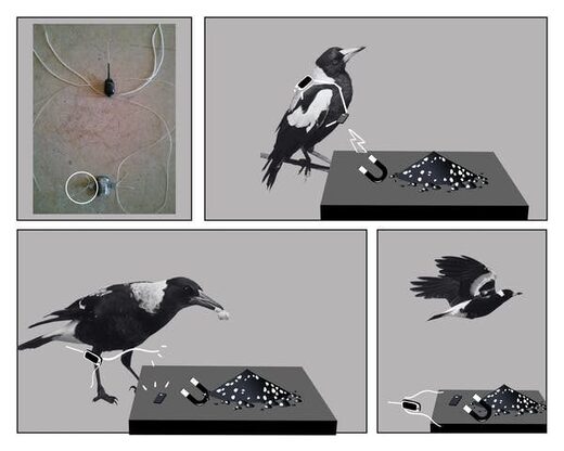 magpie tracker device