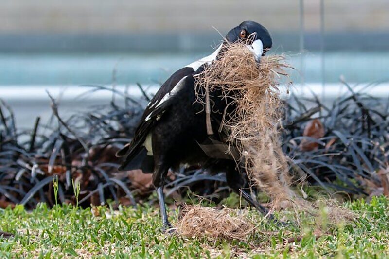 Click to enlarge australian magpie