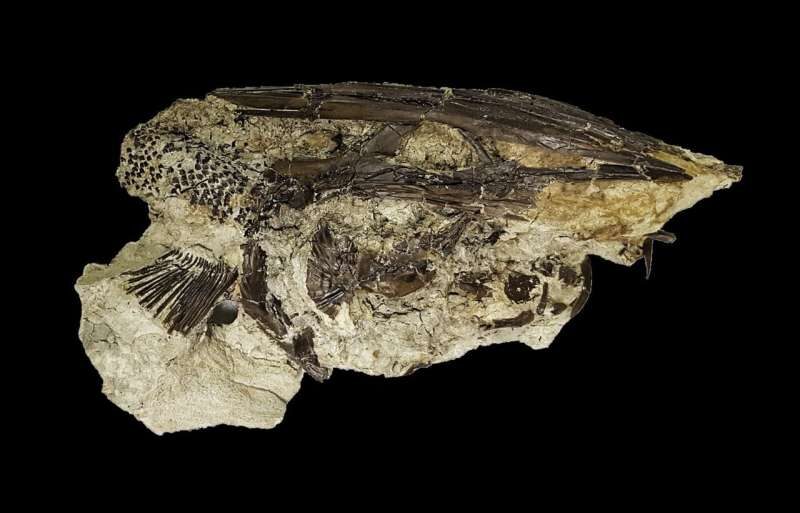 Paddlefish fossil