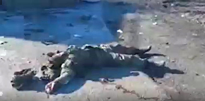 dead soldier