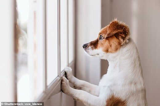 Dogs grieve the death of a loved one too