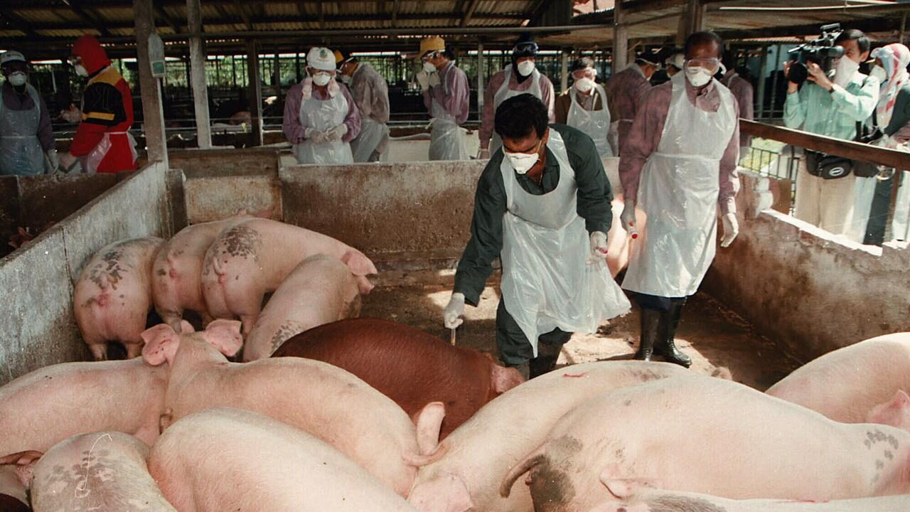 pigs  vaccine