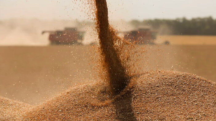 wheat