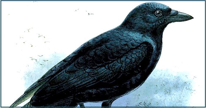 Crow