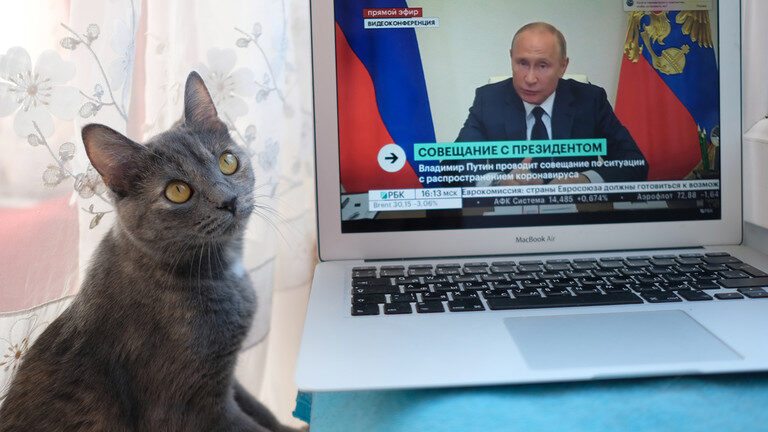 Cat and Russian President Vladimir Putin