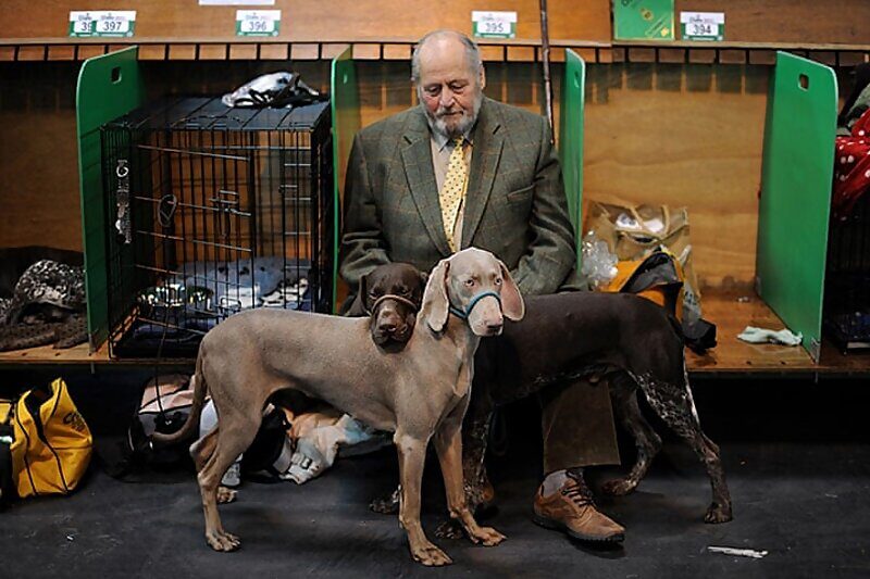 man dogs dog show