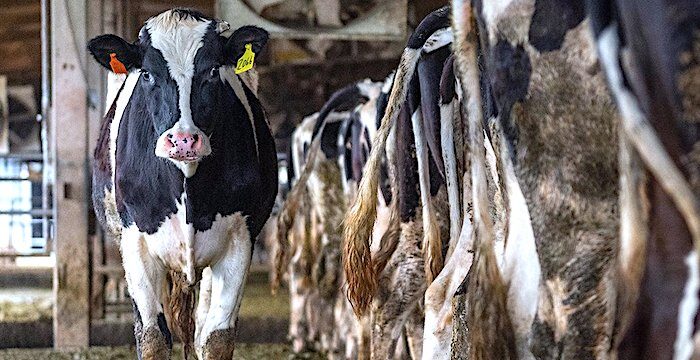 Cows