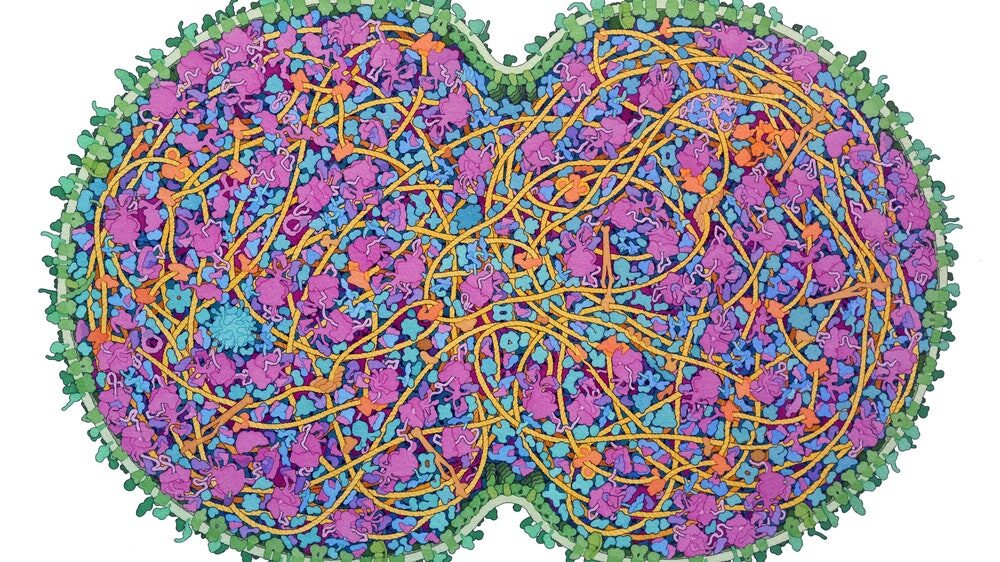 cell structures