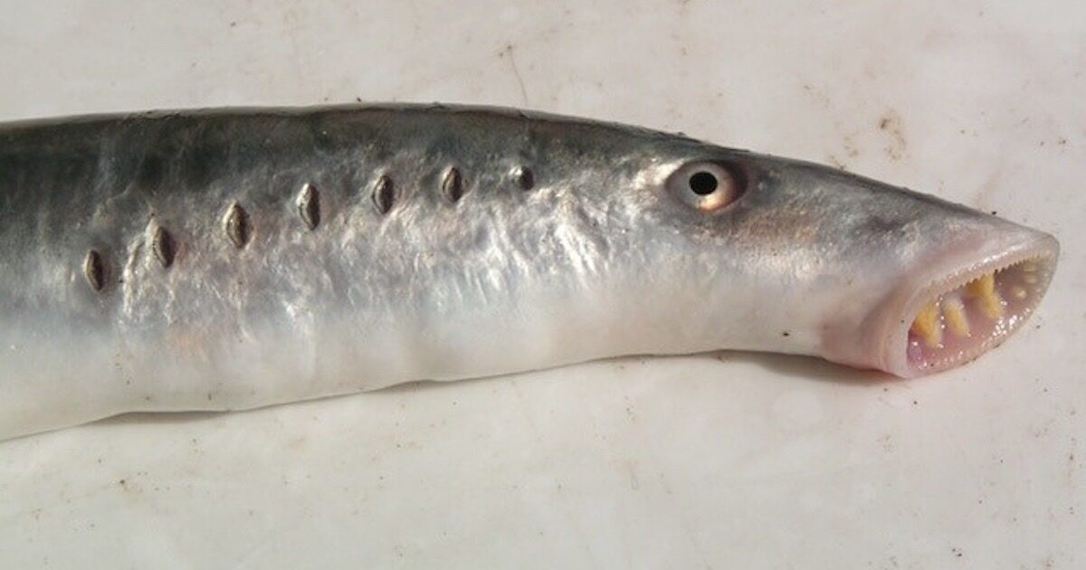 lamprey