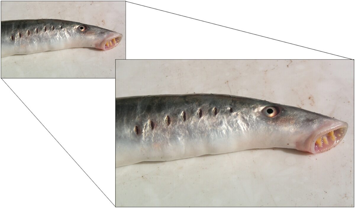 Click to enlarge photoshop enlarge lamprey evolution