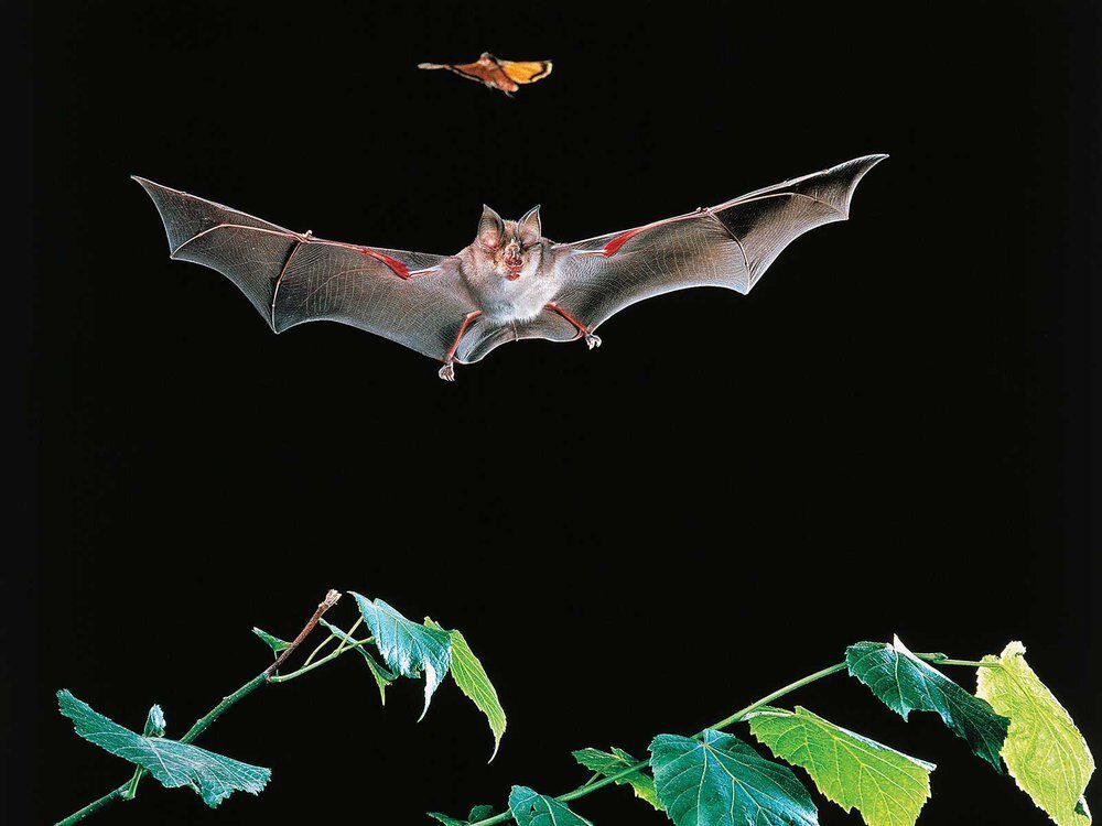 horseshoe bat