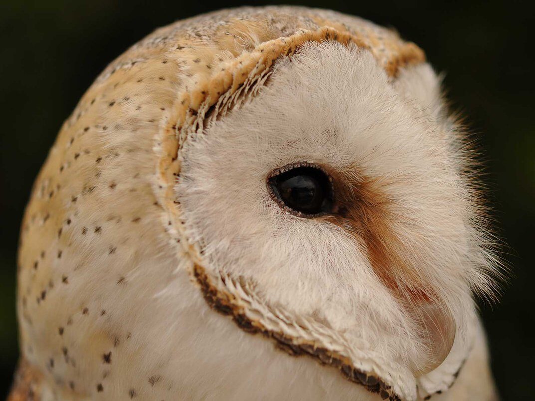 Click to enlarge Barn owls