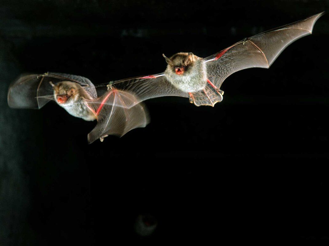 Click to enlarge Natterer’s bats