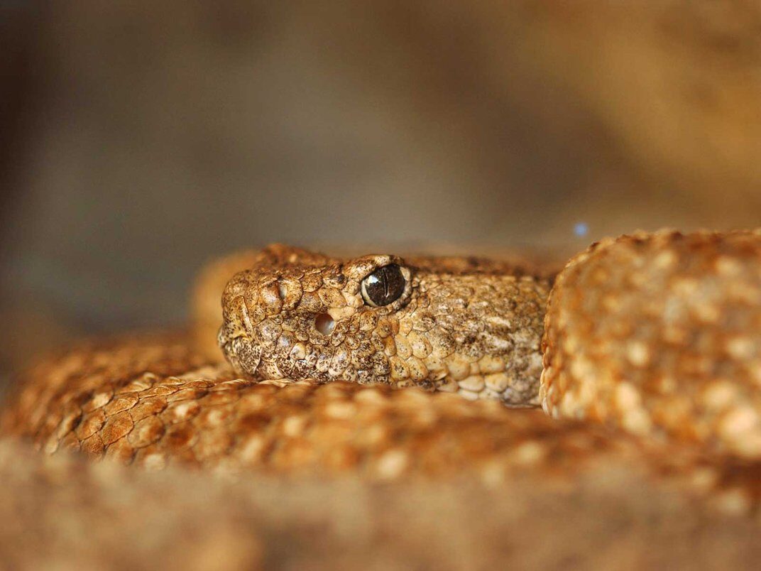 Click to enlarge red diamondback rattlesnake