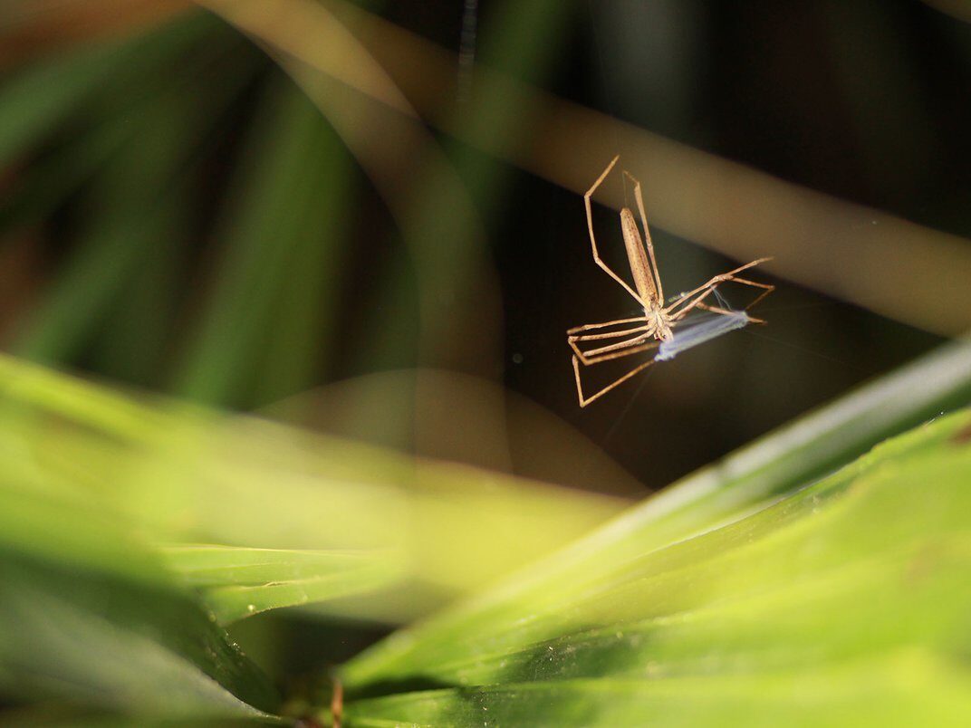 Click to enlarge ogre-faced spider