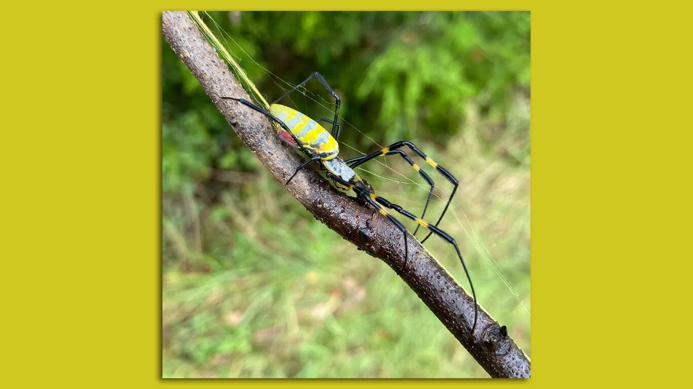 Joro spider