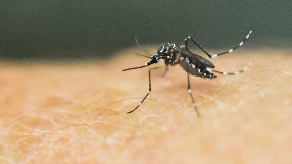 Click to enlarge Yellow fever