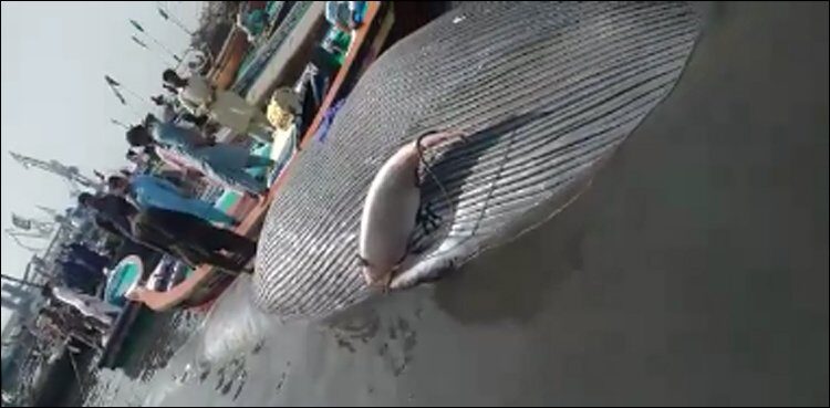 Click to enlarge A dead whale more than 28 feet long was found at Manora karachi