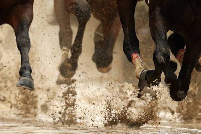 horses