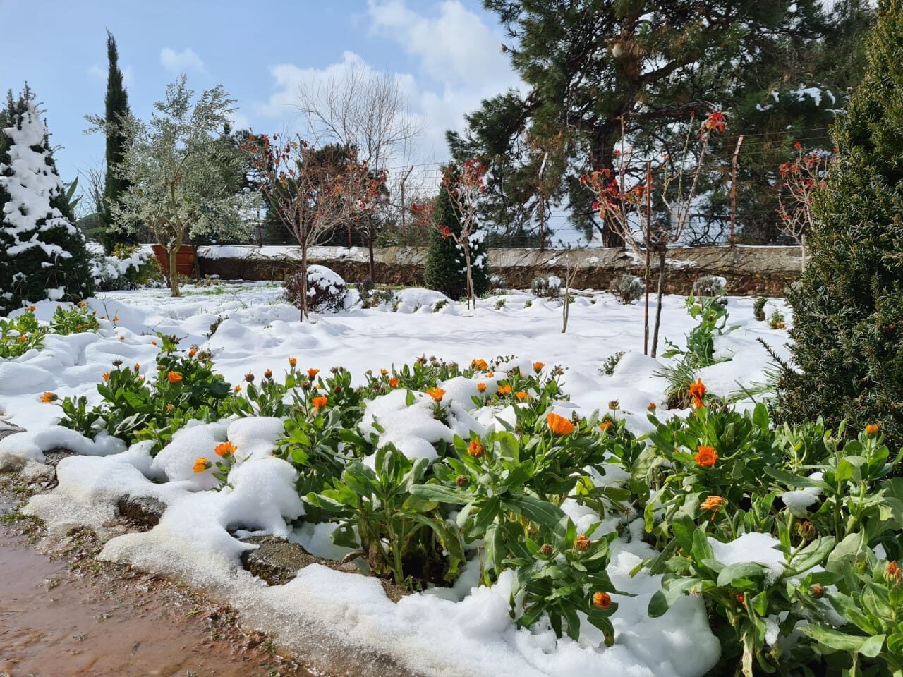 SNOW