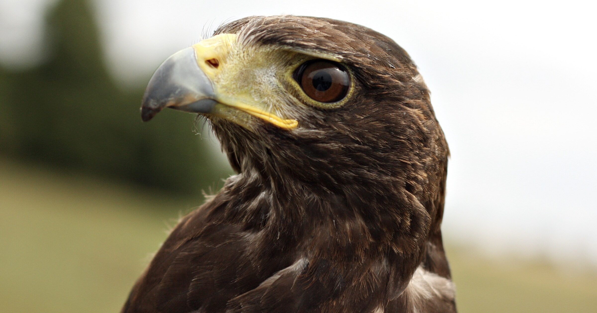 hawk eye evolution random mutation