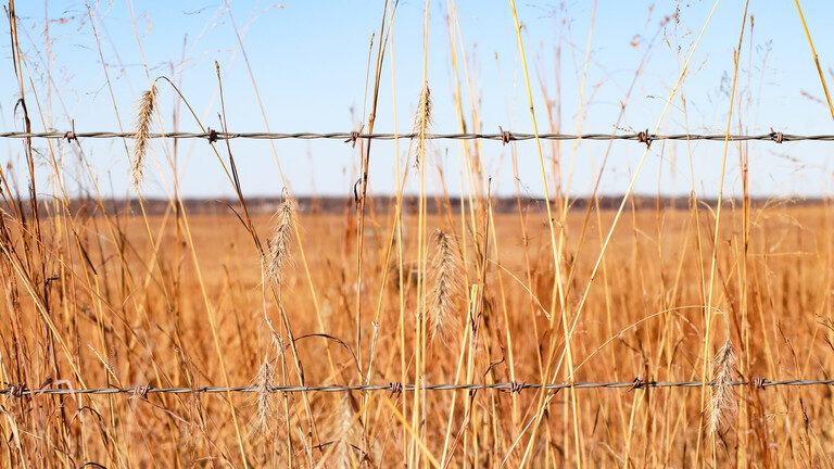 wheat fields russia
