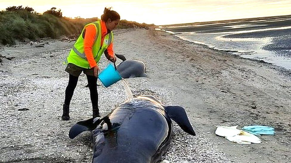 Dozens of pilot whales die at notorious New Zealand beach