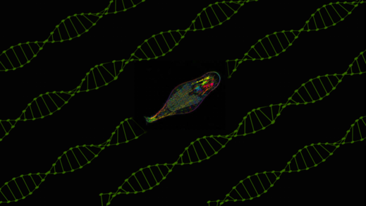 Click to enlarge bdelloid rotifer