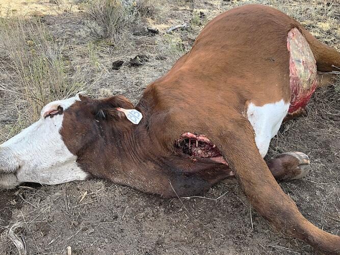 Mutilated Cow